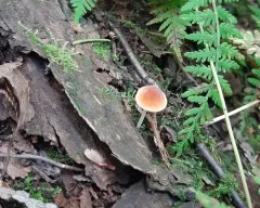 Atheniella leptophylla thumbnail 3