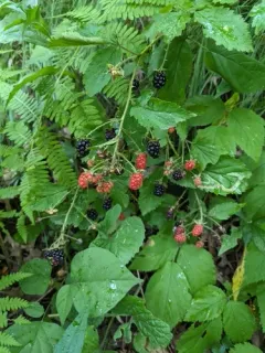 Old Field Blackberry thumbnail 2