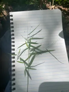forked witchgrass thumbnail 3