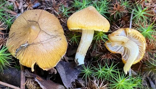 Inocybe aurea