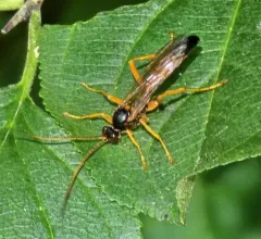Neamblymorpha milva thumbnail 4