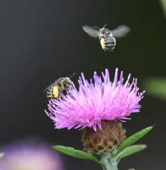Valiant Long-horned Bee thumbnail 4