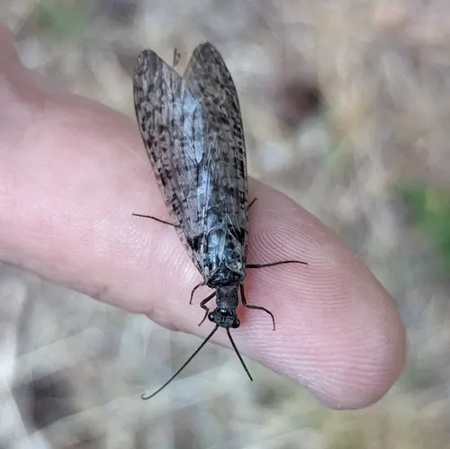 Protochauliodes spenceri
