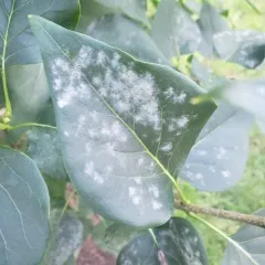 Erysiphe syringae thumbnail 3