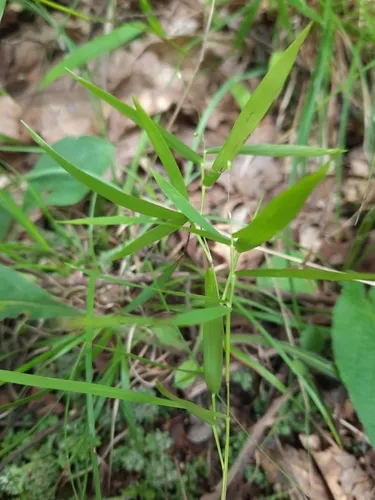 forked witchgrass