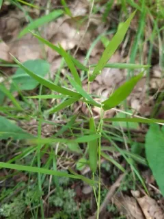 forked witchgrass thumbnail 1