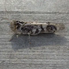 Spurcate Grasshopper thumbnail 2