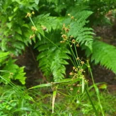 mosquito bulrush thumbnail 4