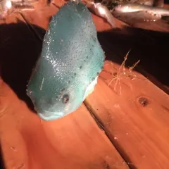 Lumpfish thumbnail 2