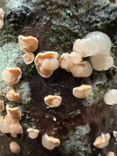 Phaeotremella mycetophiloides thumbnail 2