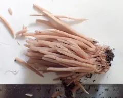 Clavaria rubicundula thumbnail 4