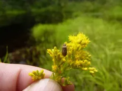 Arhyssus nigristernum thumbnail 2