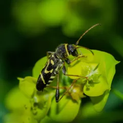 Round-necked Longhorn Beetle thumbnail 1