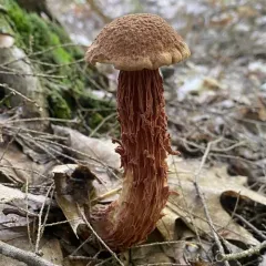 Russell's Bolete thumbnail 4