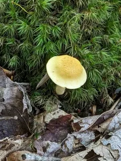 Cortinarius lewisii thumbnail 4