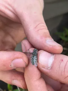 Hybomitra astuta thumbnail 3