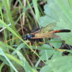 Therion circumflexum thumbnail 3
