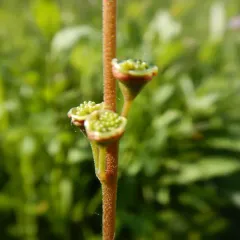 Alpine Mitrewort thumbnail 3