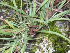 Rocky Mountain Sedge thumbnail 1