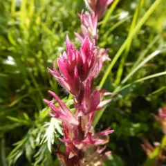 mountain paintbrush thumbnail 3
