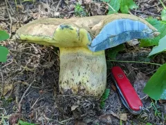 Caloboletus frustosus thumbnail 2