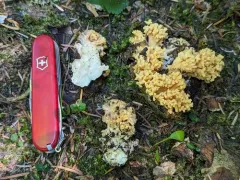 Ramaria rubricarnata thumbnail 1