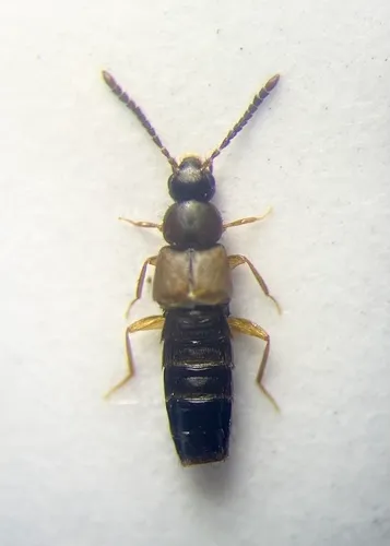 Atheta districta