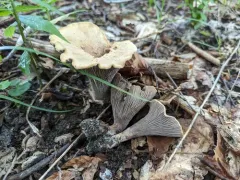 Gomphus ludovicianus thumbnail 3