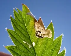 Cinquefoil Mining Sawfly thumbnail 4