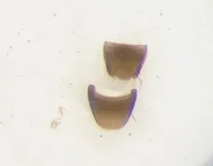 Mocyta luteola thumbnail 2