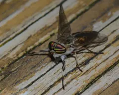 Tabanus subsimilis thumbnail 3