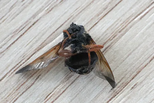 Wood's Pond Fly