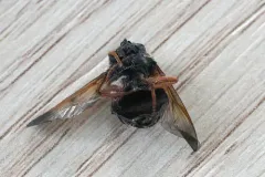 Wood's Pond Fly thumbnail 1