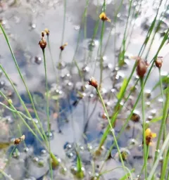 Bog Yellow-eyed Grass thumbnail 4