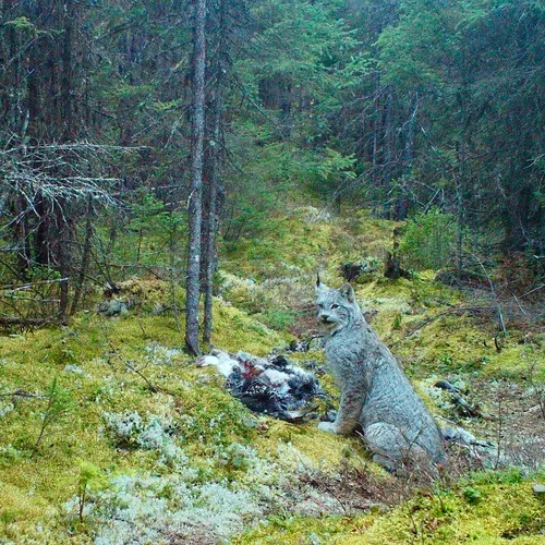 Canada Lynx