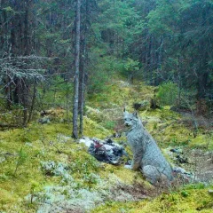 Canada Lynx thumbnail 1