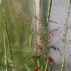 northern wild rice thumbnail 3