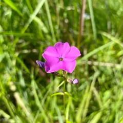 smooth phlox thumbnail 2