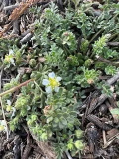 newberry's cinquefoil thumbnail 4