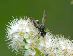 White-bordered Potter Wasp thumbnail 4