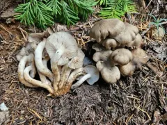 Lyophyllum fumosum thumbnail 3