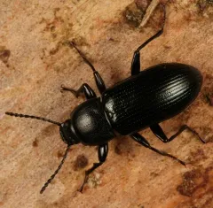 Spurred Darkling Beetle thumbnail 4