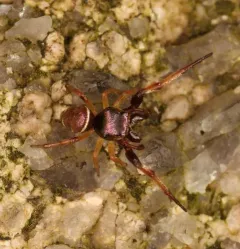 Hammer-jawed Jumping Spider thumbnail 4