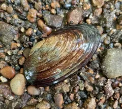 Cylindrical Papershell thumbnail 3