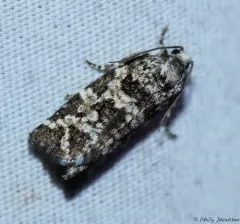 Spring Spruce Needle Moth thumbnail 3