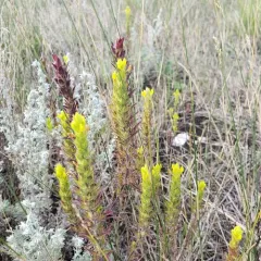 yellow owl's-clover thumbnail 3