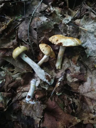 Phlegmacium argutum