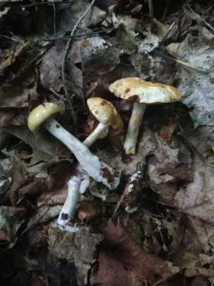 Phlegmacium argutum thumbnail 1