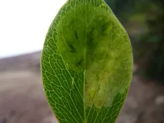 Liriomyza lathyri thumbnail 2