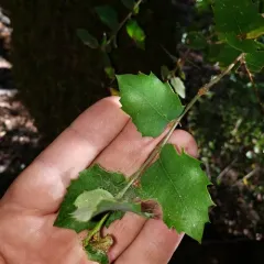 canyon live oak thumbnail 3